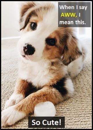 aww in spanish|Aww in Spanish .